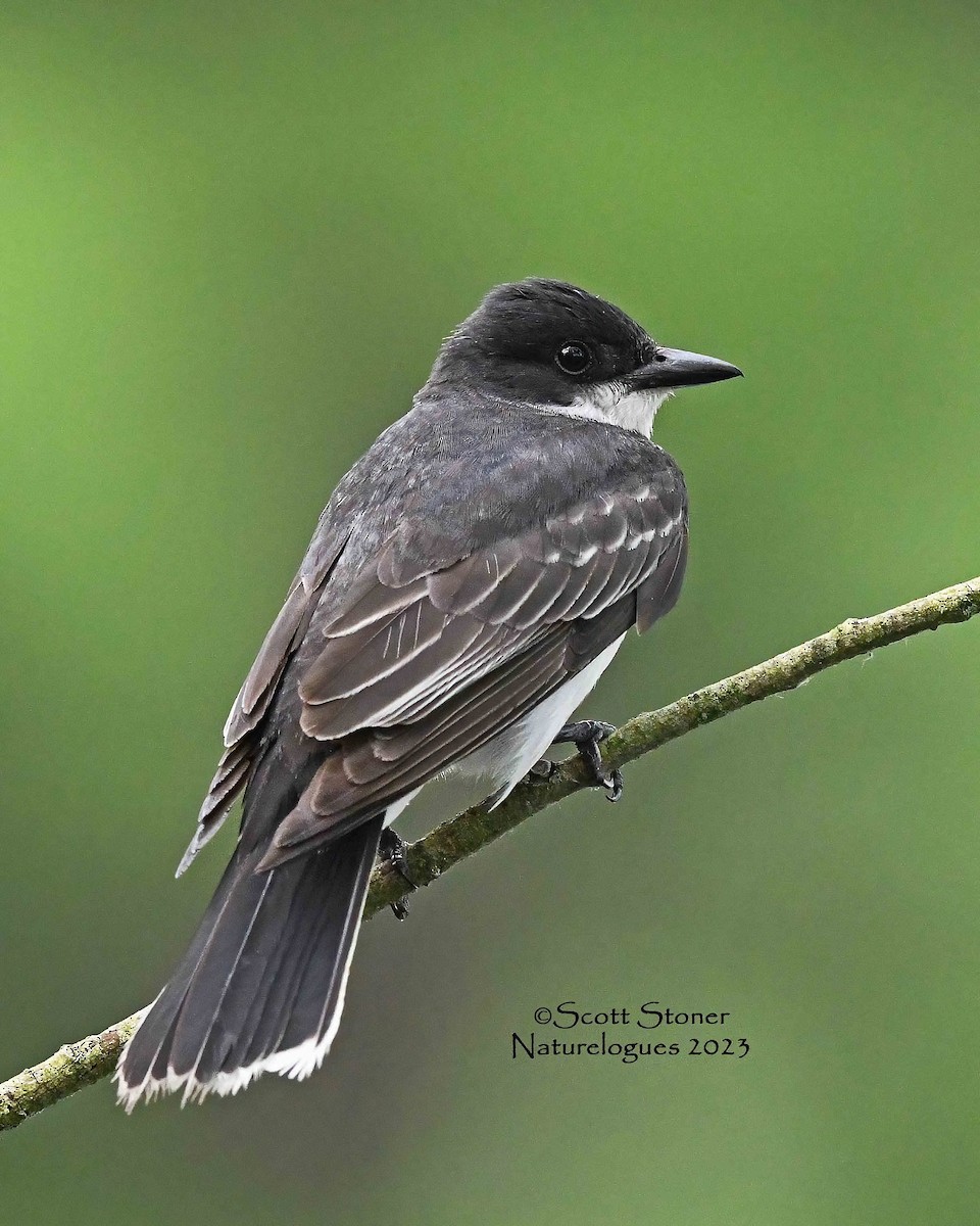 Eastern Kingbird - ML593749001