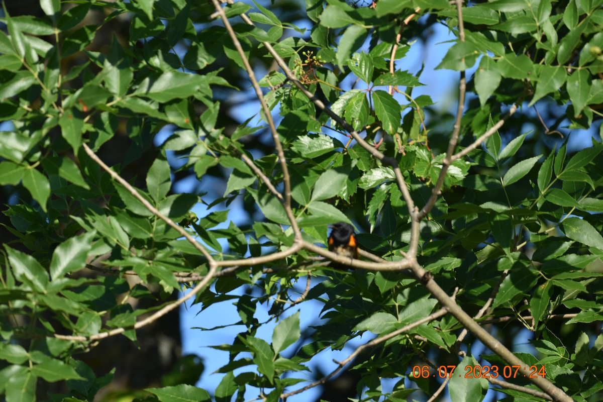 American Redstart - ML593749251