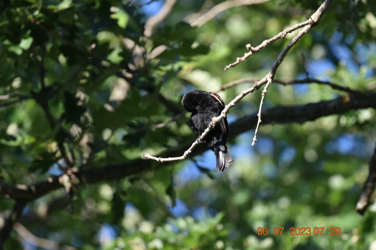 Red-winged Blackbird - ML593749301