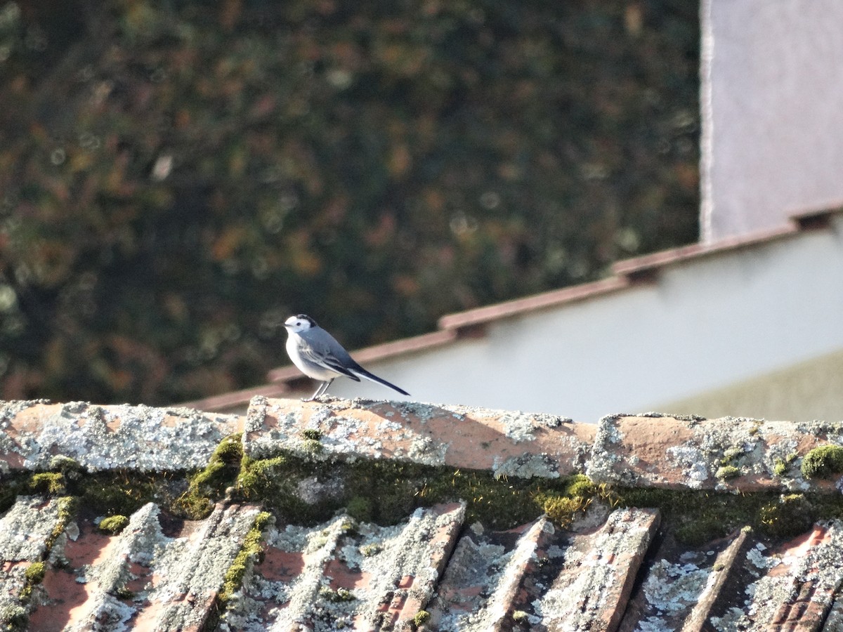 White Wagtail - ML593749711