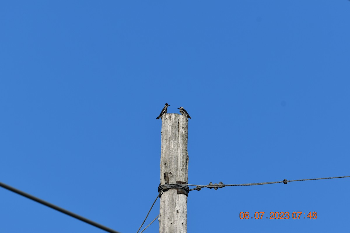 Yellow-bellied Sapsucker - ML593749751