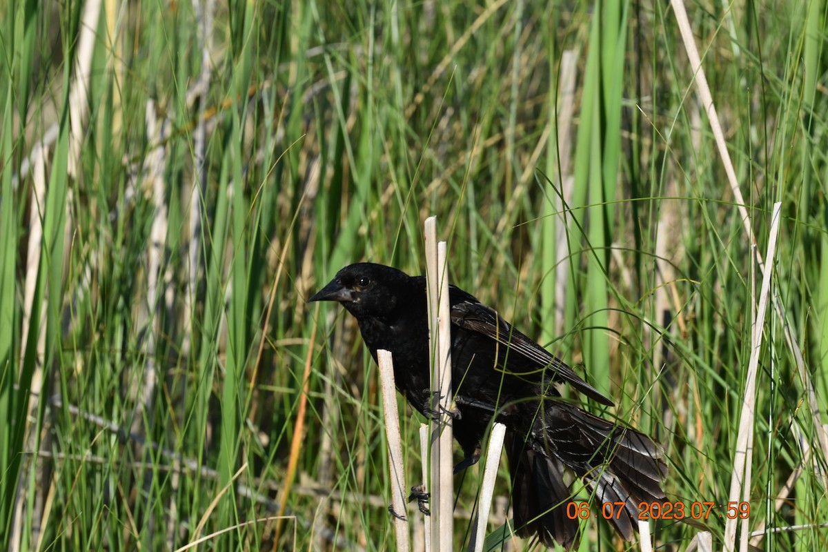 Red-winged Blackbird - Nik Snyder