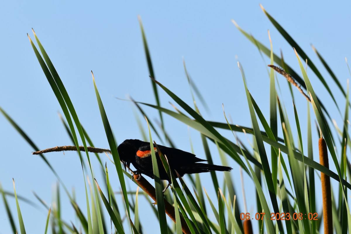 Red-winged Blackbird - ML593750141