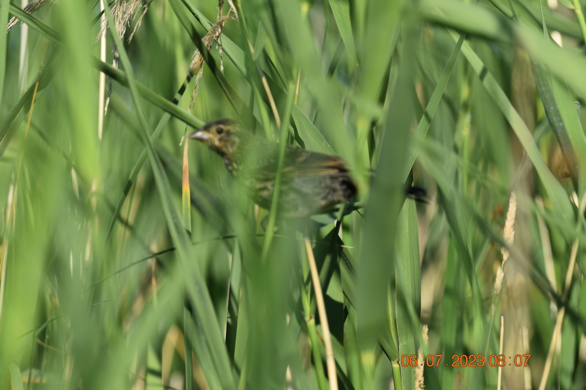 Red-winged Blackbird - ML593750161