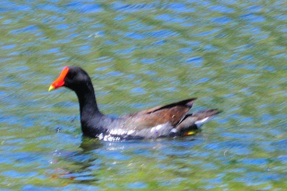 Common Gallinule - ML59375091