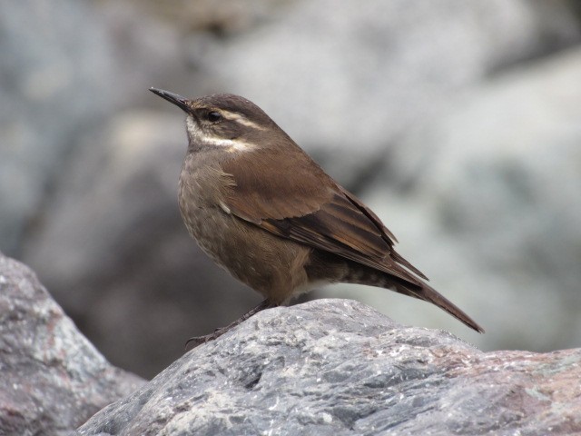 Remolinera Araucana - ML593751141