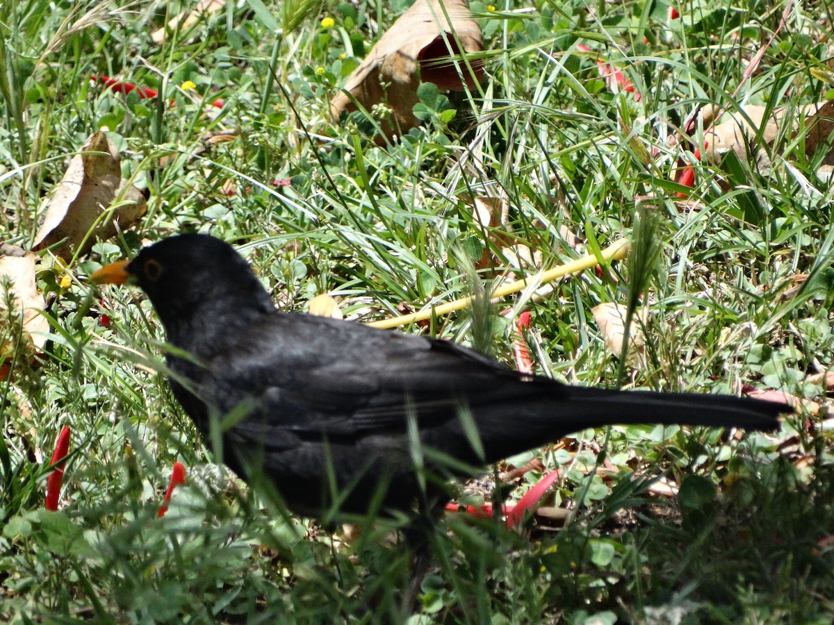 Eurasian Blackbird - ML593751371