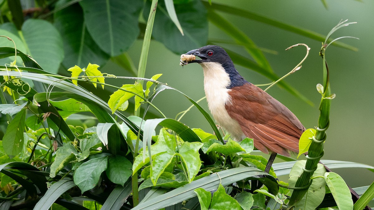 Senegal Coucal - ML593751641