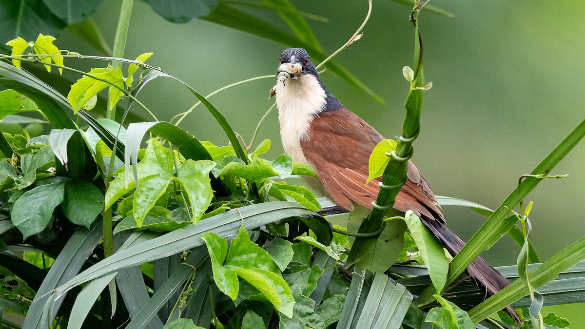 Senegal Coucal - ML593751711