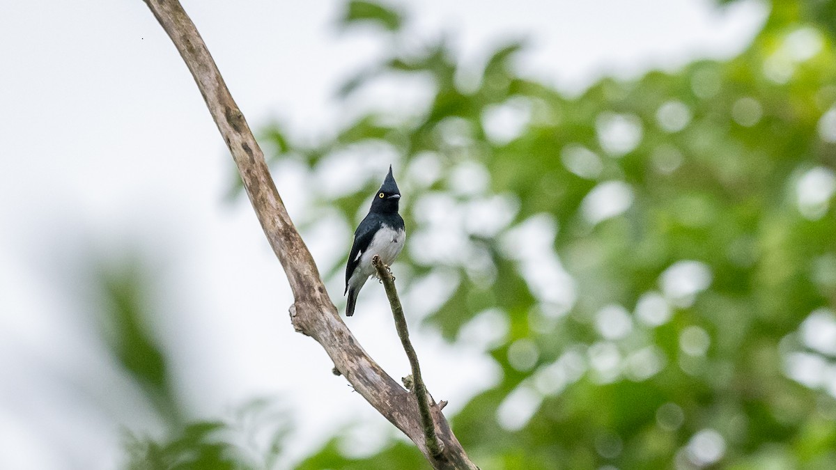 Black-and-white Shrike-flycatcher - ML593751921