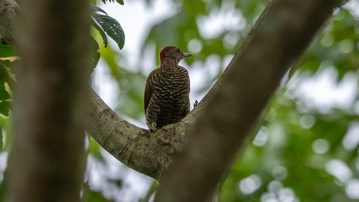 Green-backed Woodpecker (Little Green) - Mathurin Malby