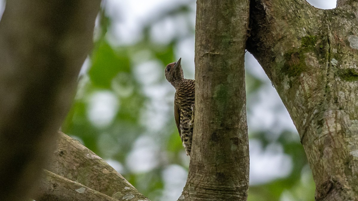 Green-backed Woodpecker (Little Green) - Mathurin Malby