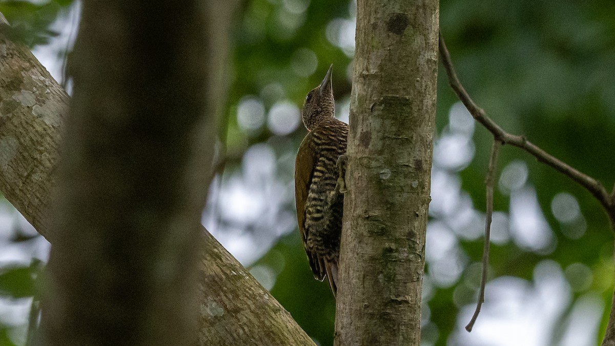 Green-backed Woodpecker (Little Green) - Mathurin Malby