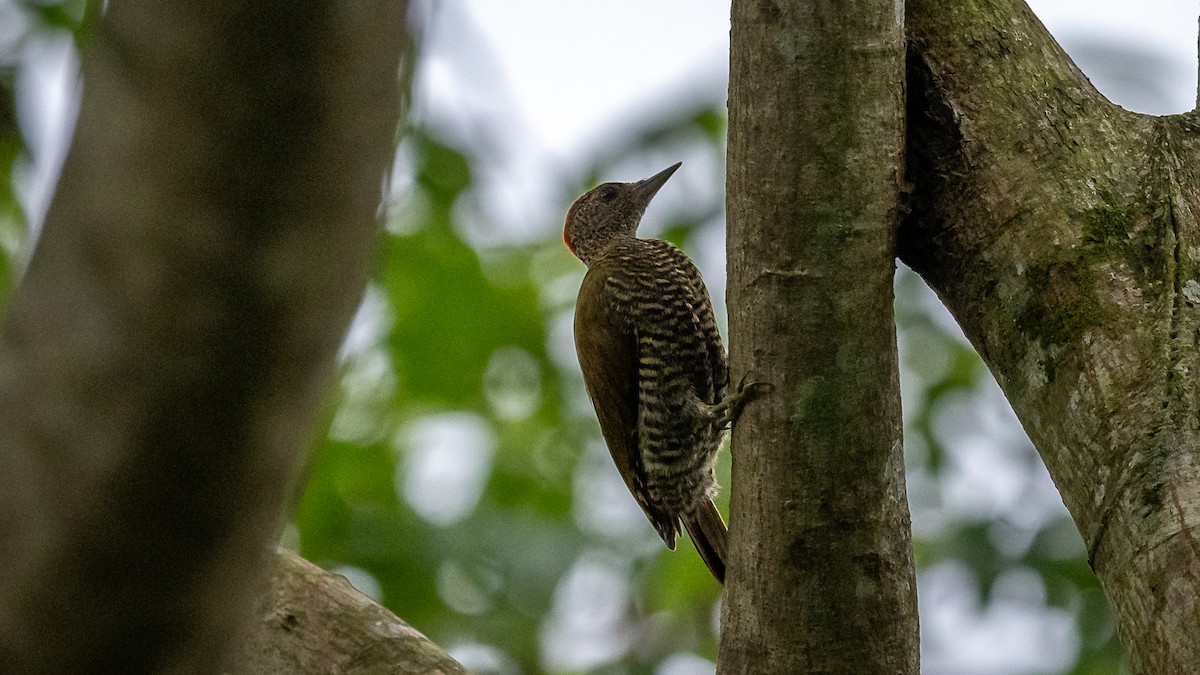 Green-backed Woodpecker (Little Green) - Mathurin Malby