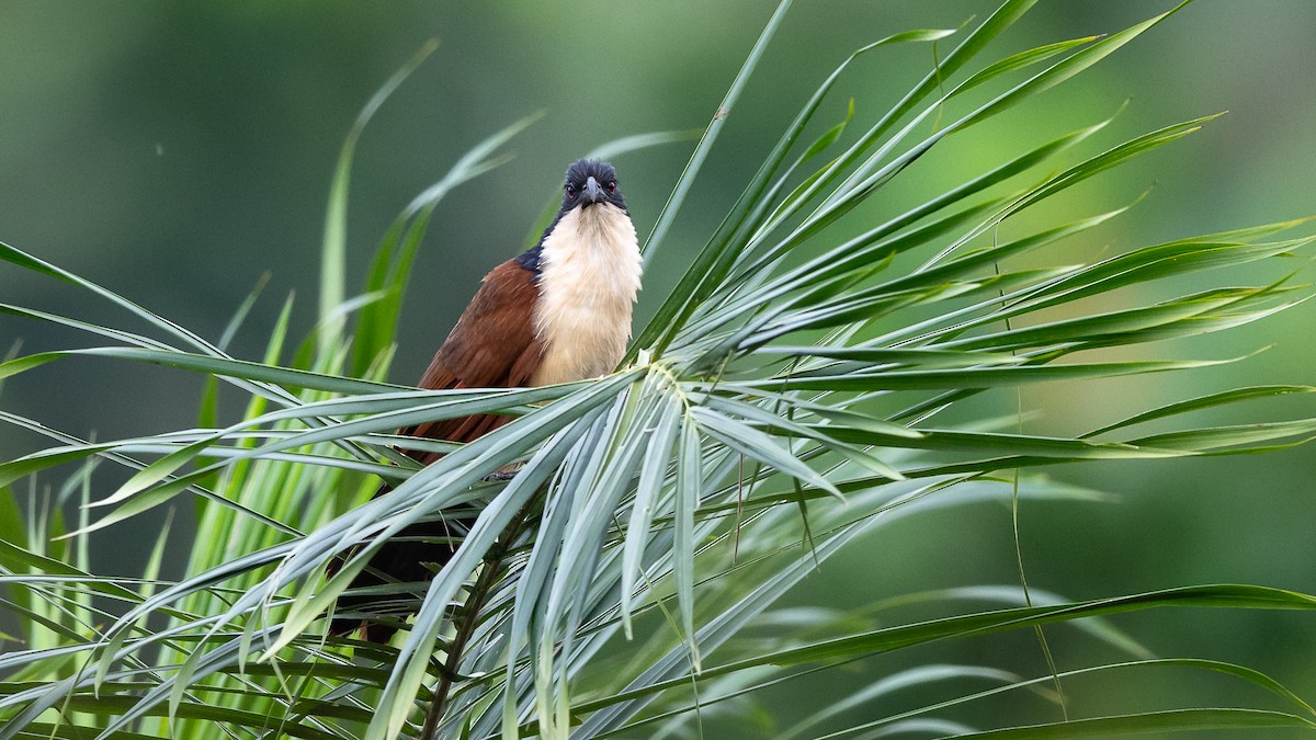 Blue-headed Coucal - ML593752331