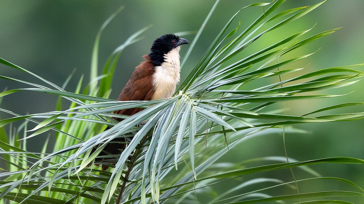 Blue-headed Coucal - ML593752341