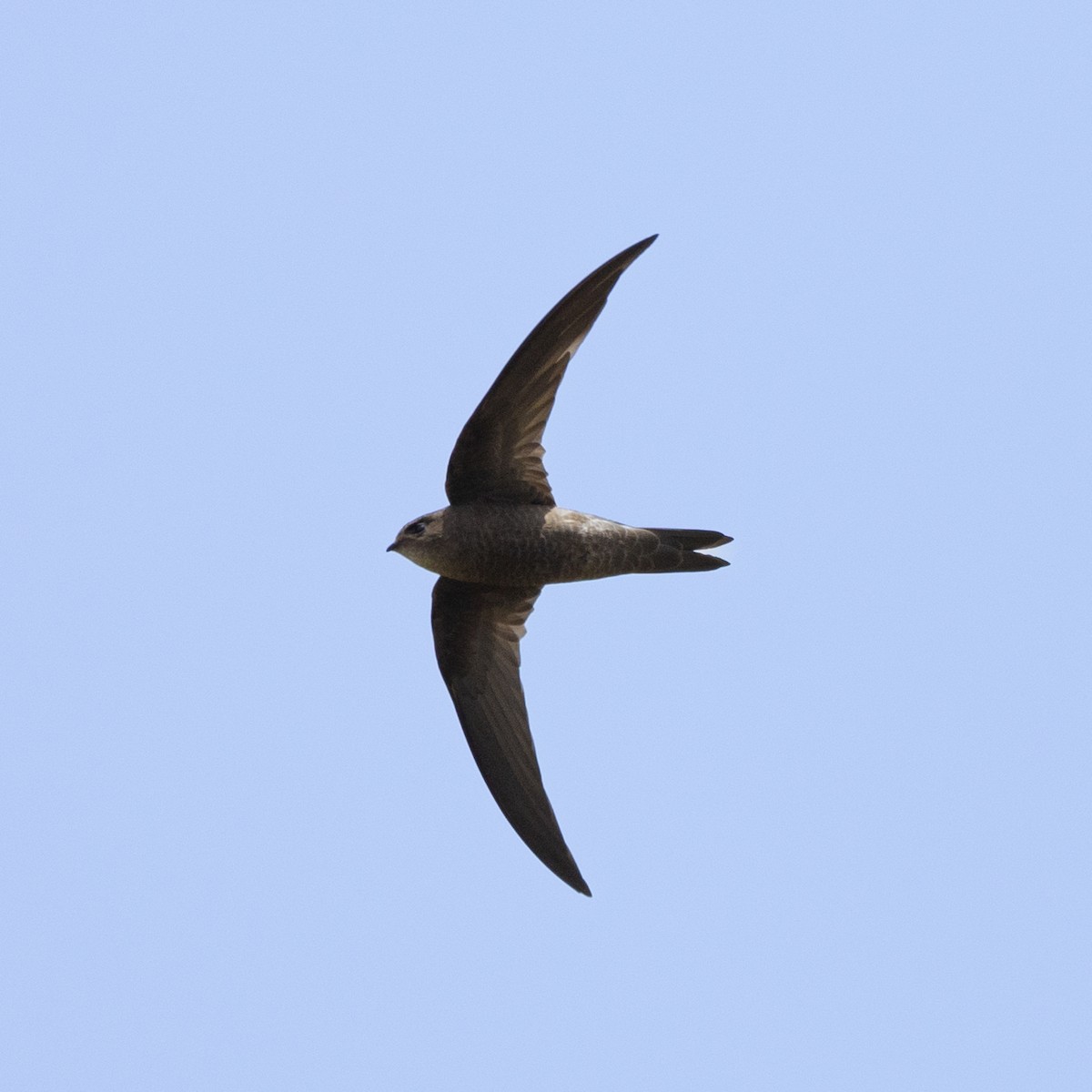 Cape Verde Swift - ML593753791