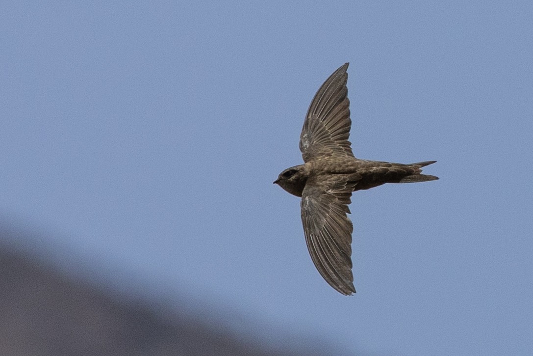 Cape Verde Swift - ML593753821