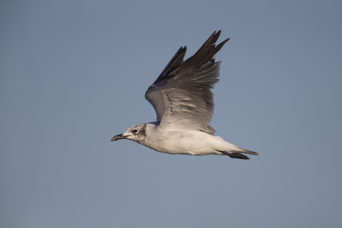 Laughing Gull - ML593754161