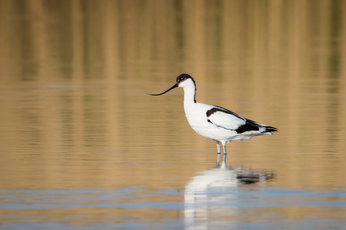 Pied Avocet - Tim Emmerzaal