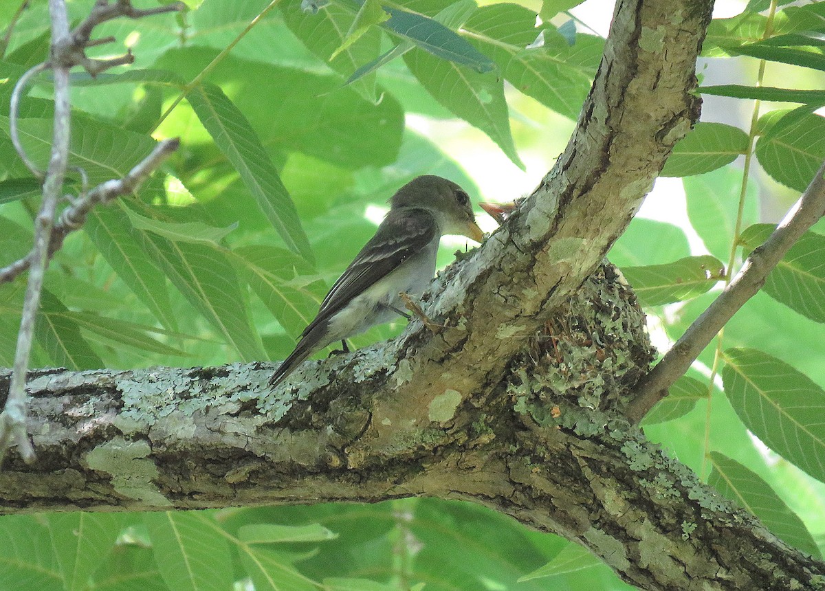 Eastern Wood-Pewee - M.E. Hodges