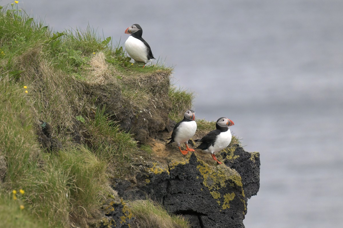 Atlantic Puffin - ML593755921