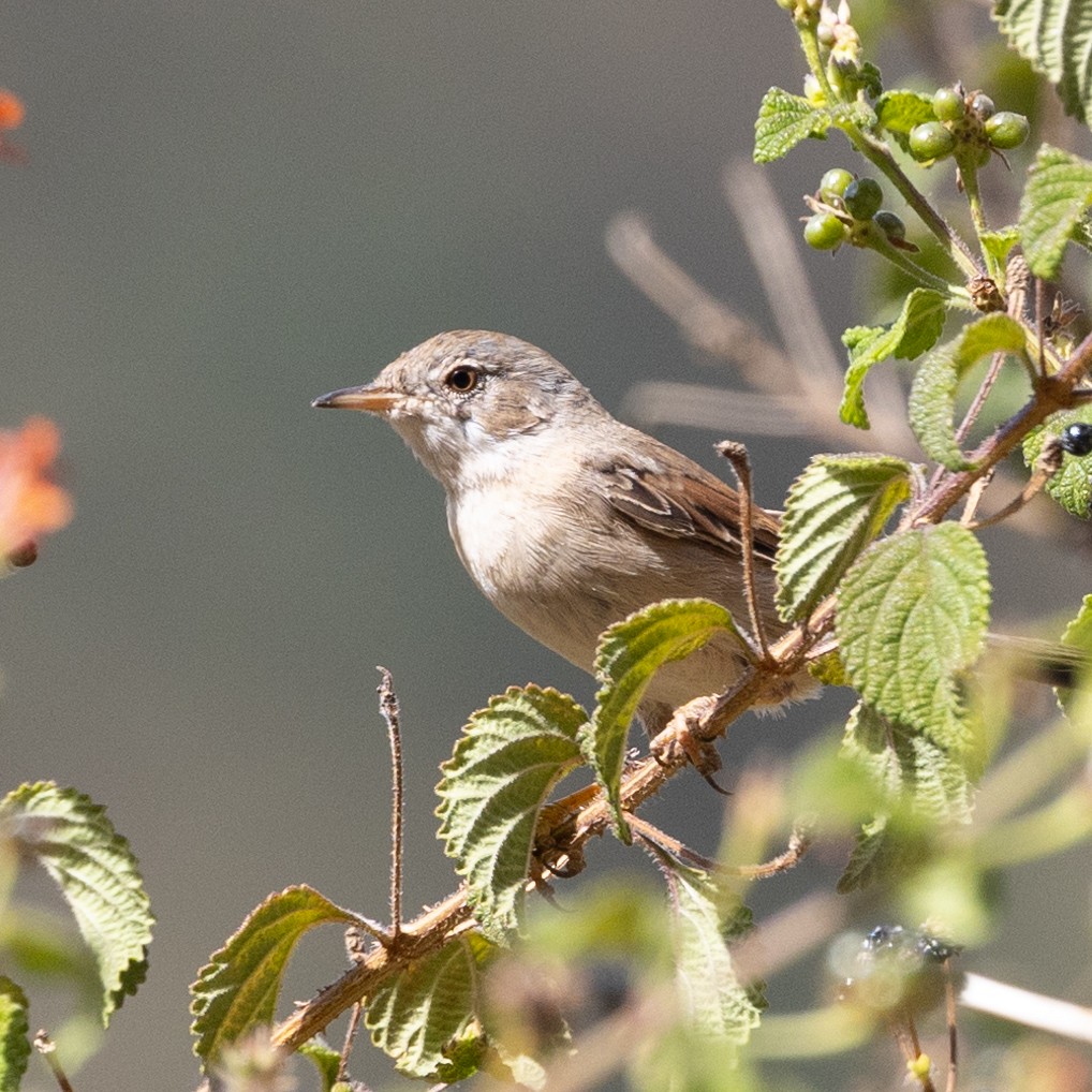 Spectacled Warbler - ML593757791