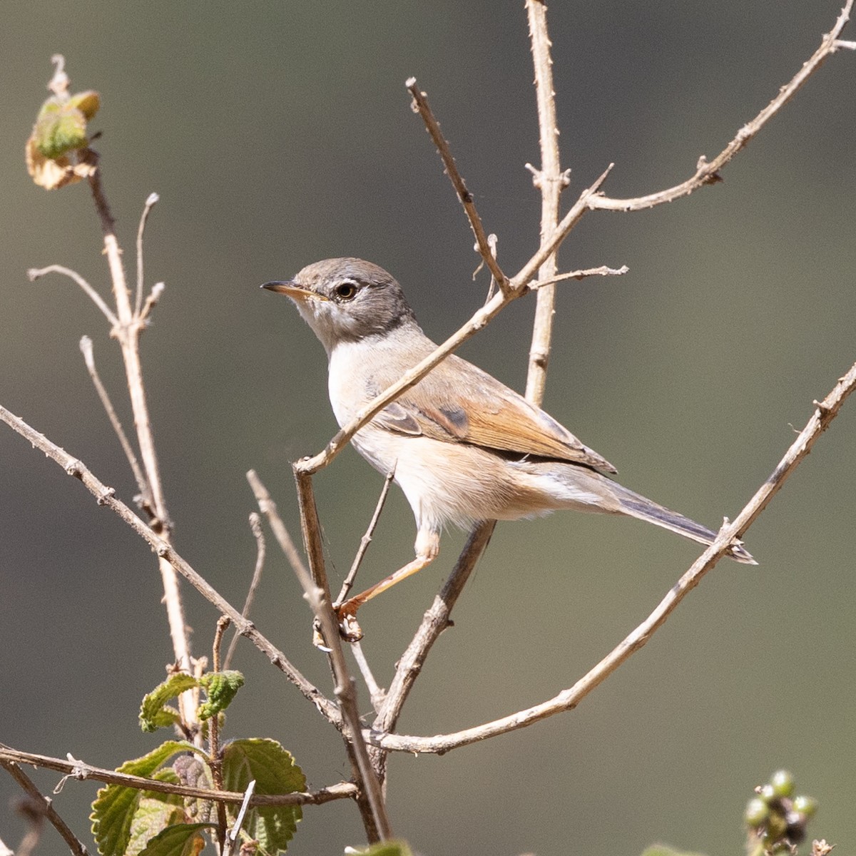 Spectacled Warbler - ML593757801