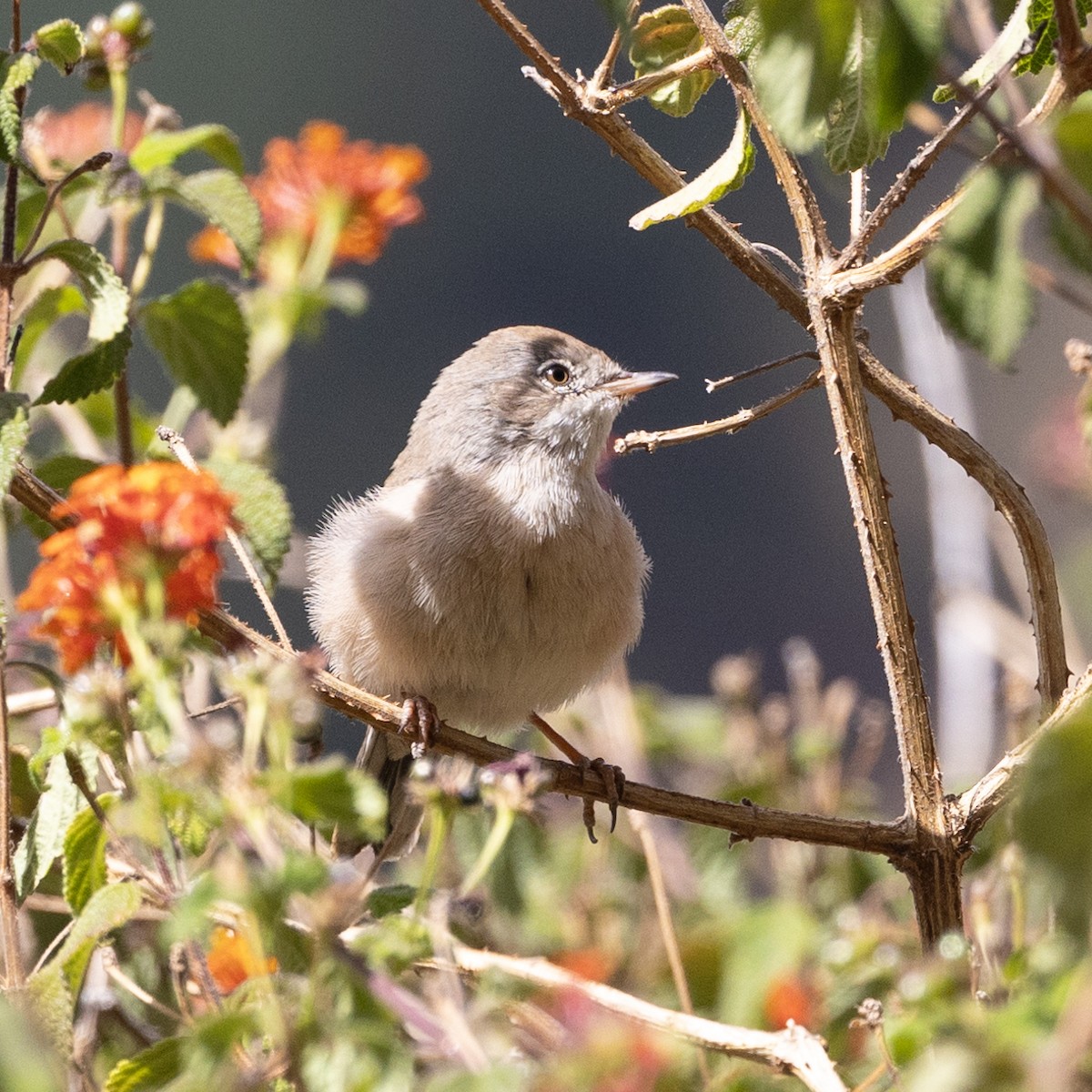 Spectacled Warbler - ML593757811