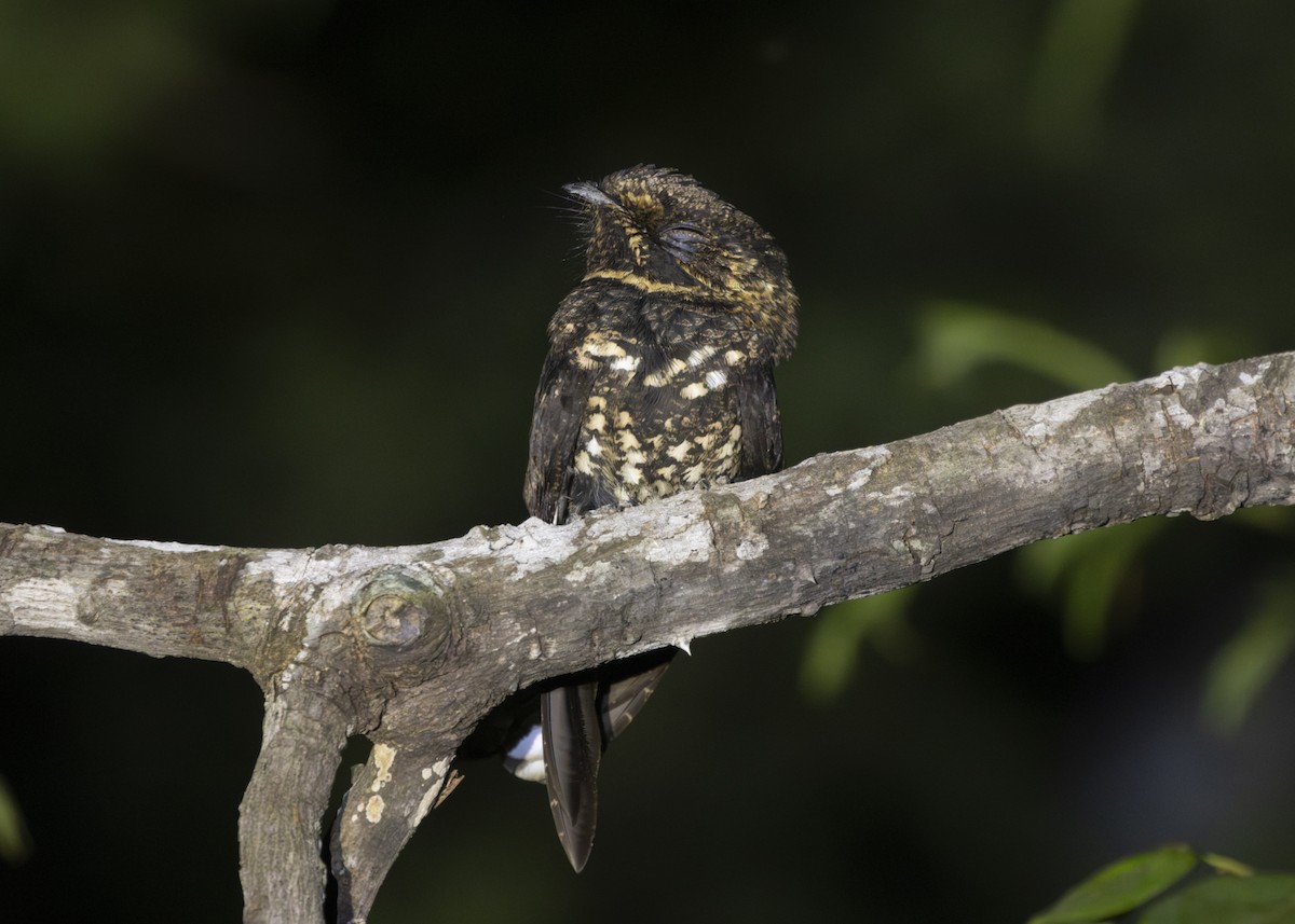 Silky-tailed Nightjar - ML593758621