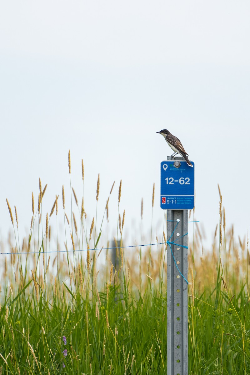 Eastern Kingbird - ML593758961