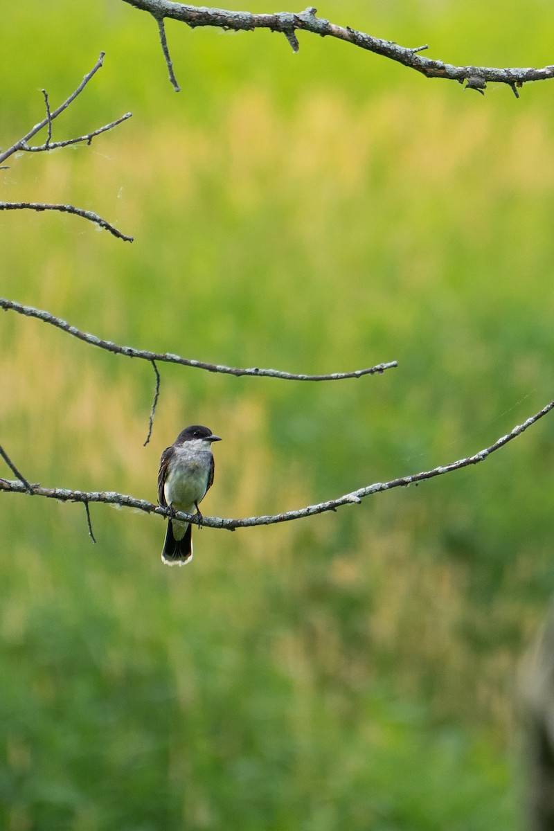 Eastern Kingbird - ML593758971