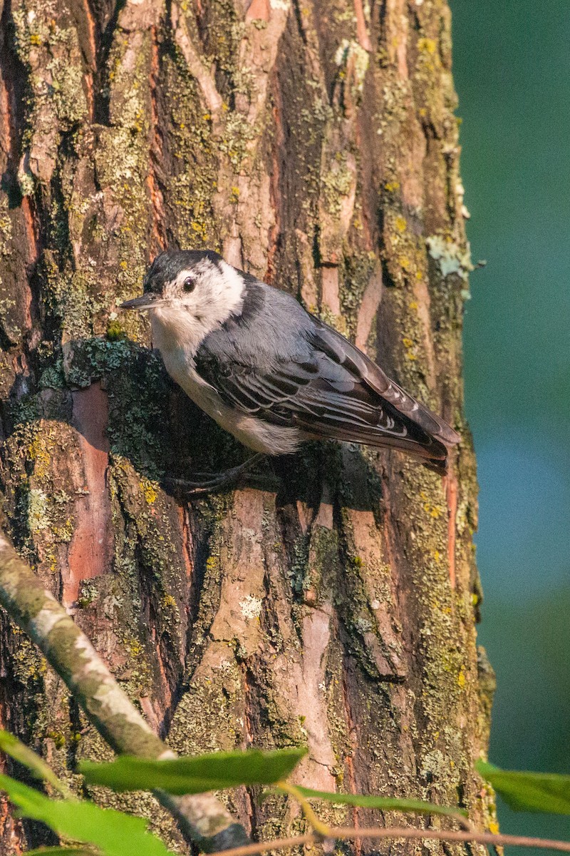 White-breasted Nuthatch - Steve Metchis