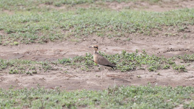 Temminck's Courser - ML593759741