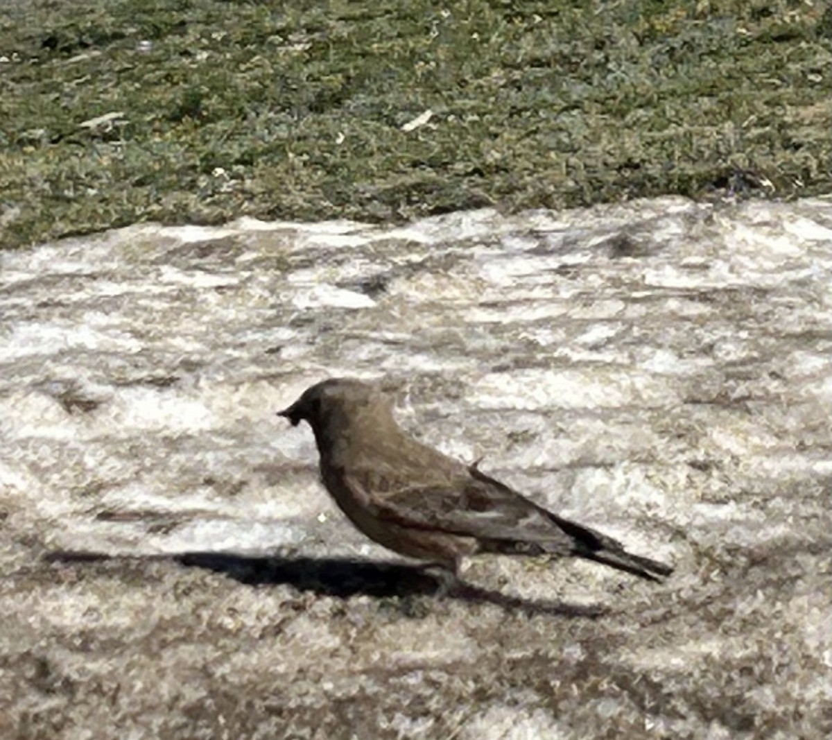 Brown-capped Rosy-Finch - ML593759821