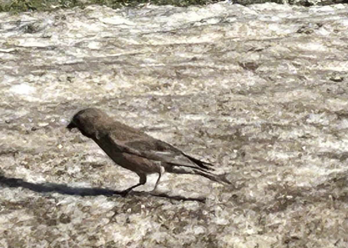 Brown-capped Rosy-Finch - ML593759841