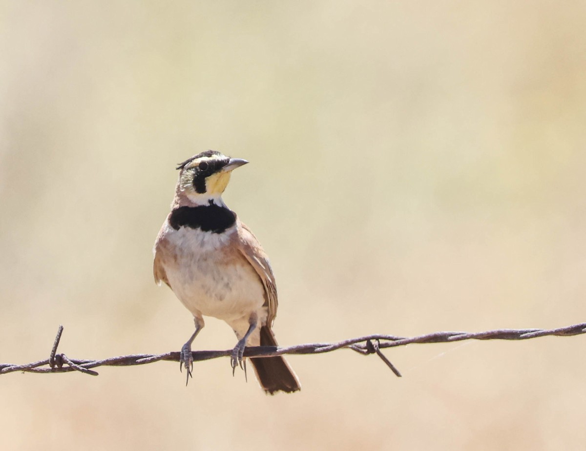 Horned Lark - Tracy Drake