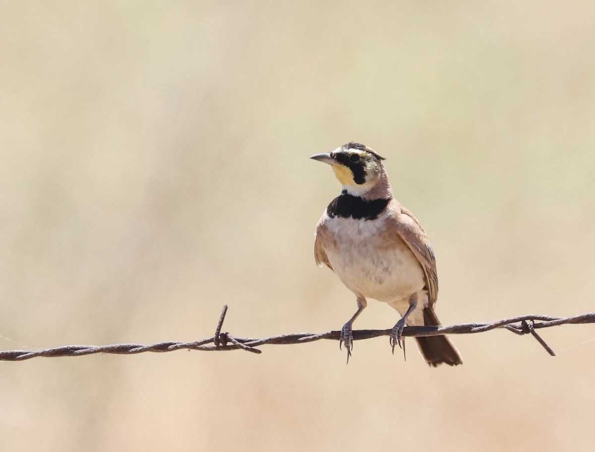 Horned Lark - ML593761611