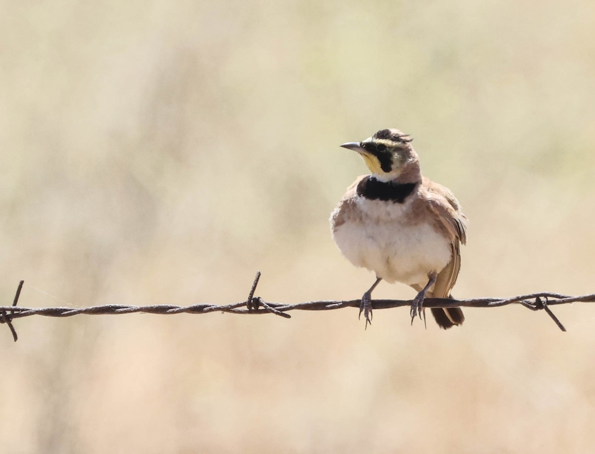 Horned Lark - Tracy Drake