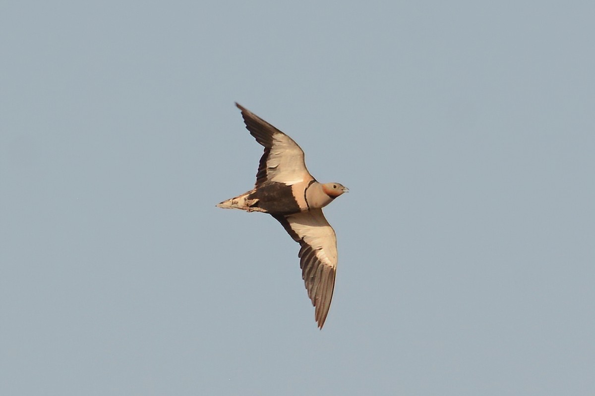 Black-bellied Sandgrouse - ML593762211