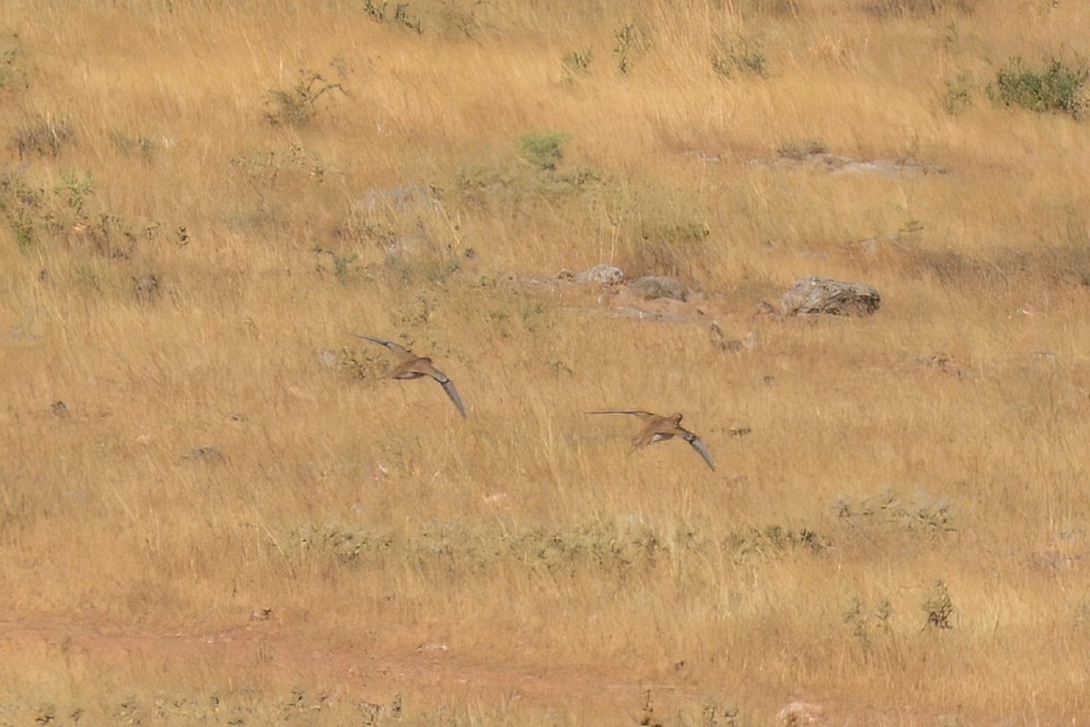 Pin-tailed Sandgrouse - ML593762241