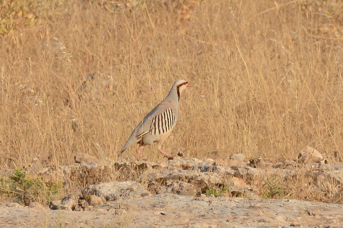 Chukar - ML593762271