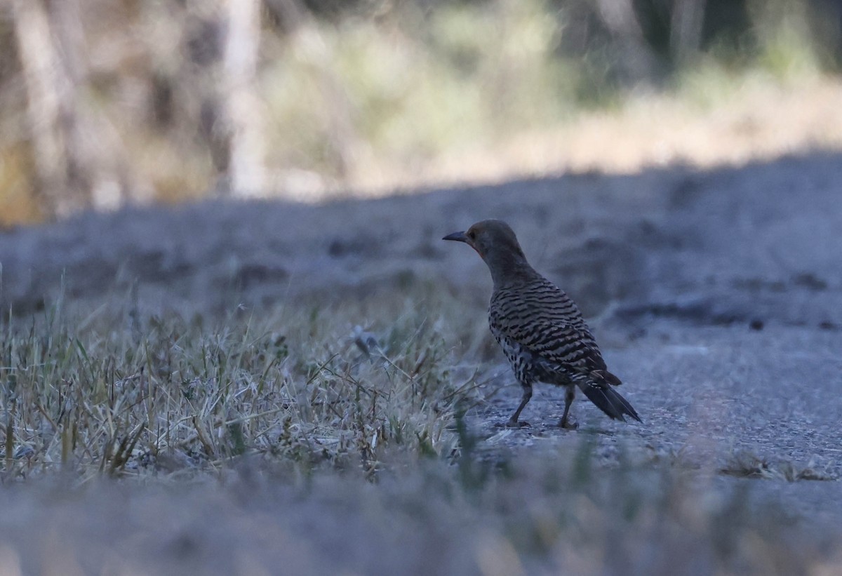 Northern Flicker (Red-shafted) - ML593762621
