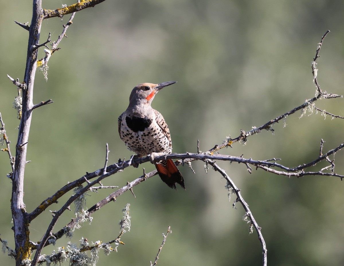 Northern Flicker (Red-shafted) - ML593762641