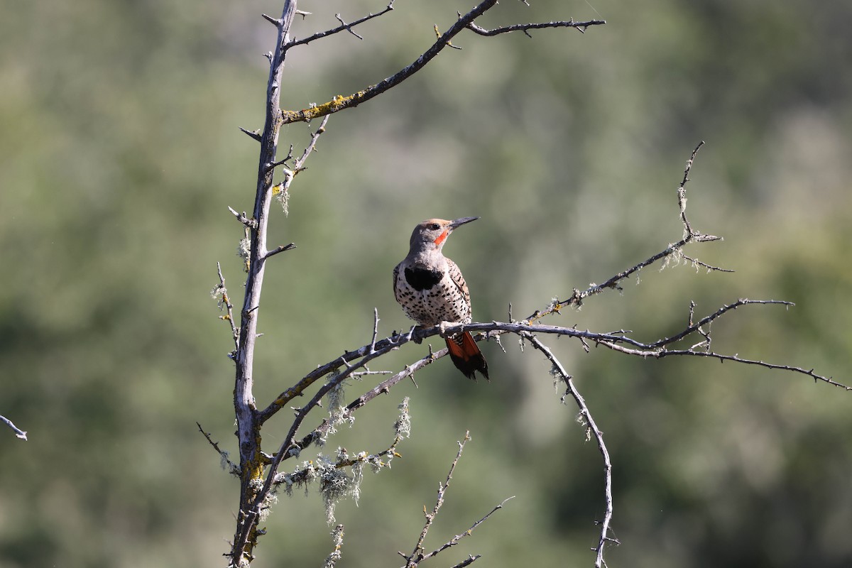 Northern Flicker (Red-shafted) - ML593762681