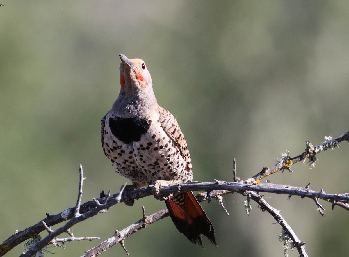 Northern Flicker (Red-shafted) - ML593762701