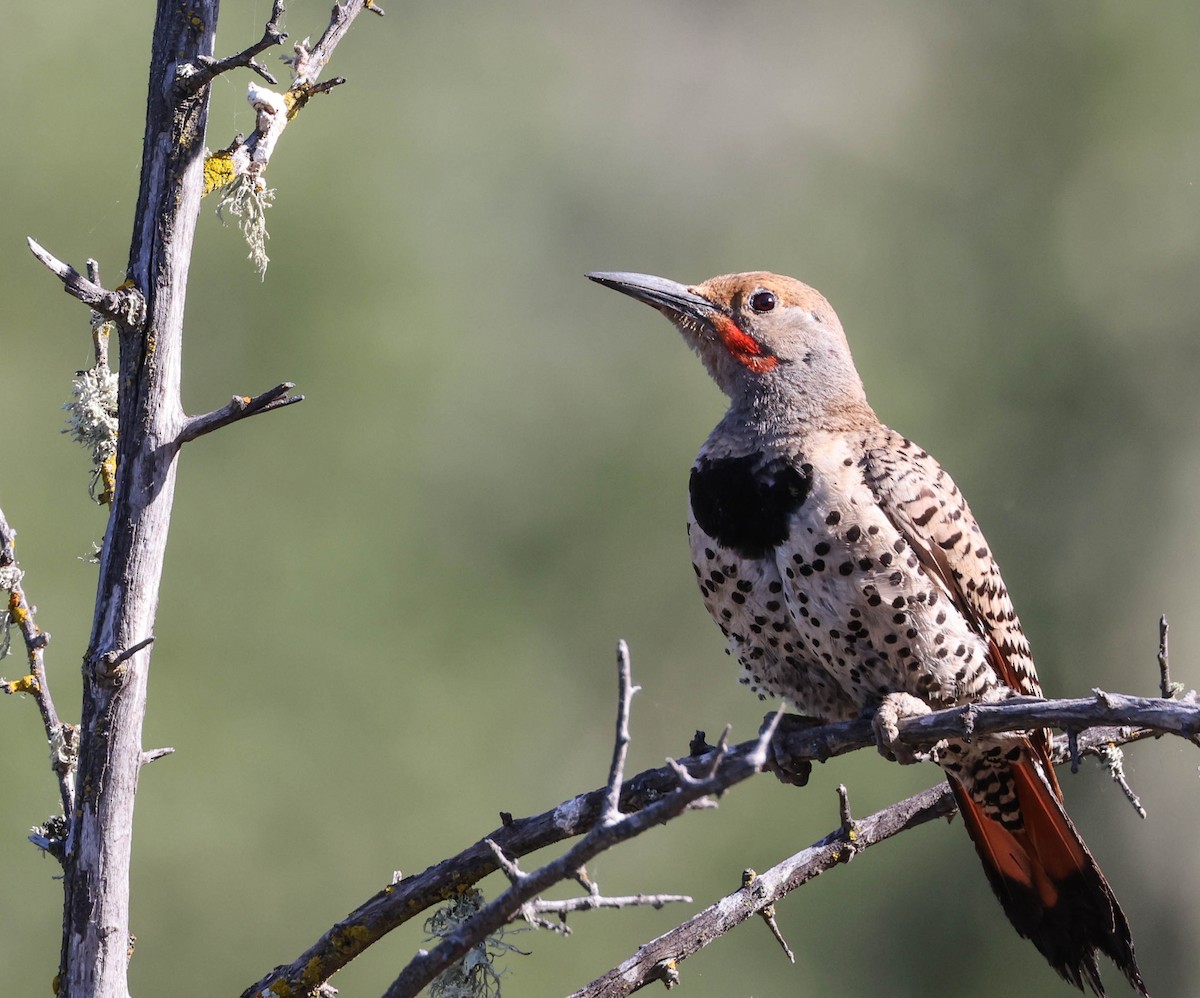 Northern Flicker (Red-shafted) - ML593762731