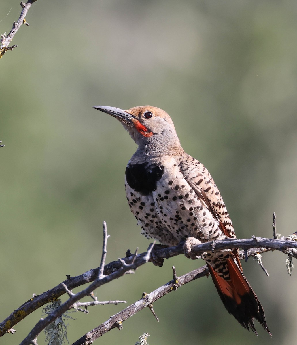 Northern Flicker (Red-shafted) - ML593762741
