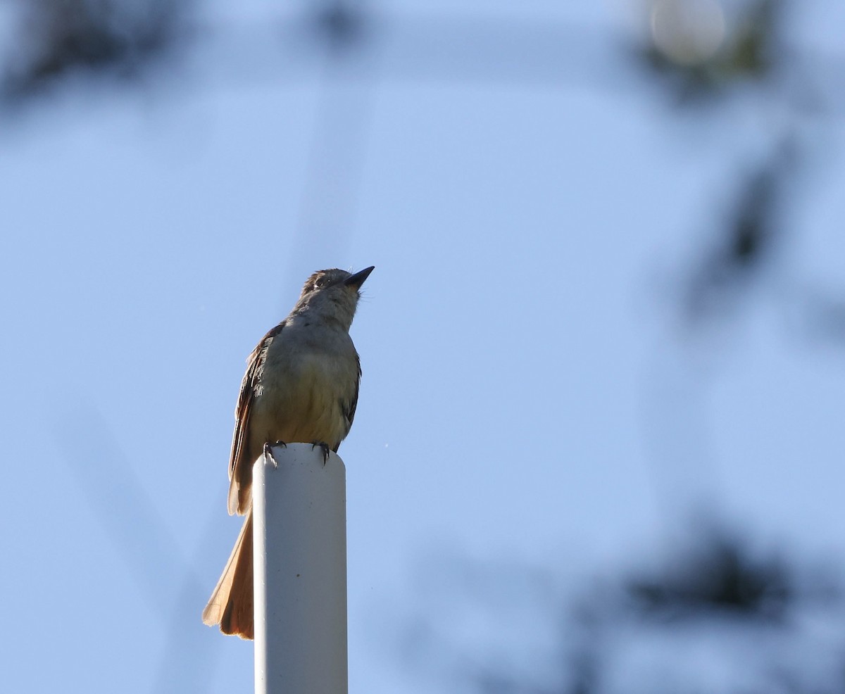 Ash-throated Flycatcher - ML593762841