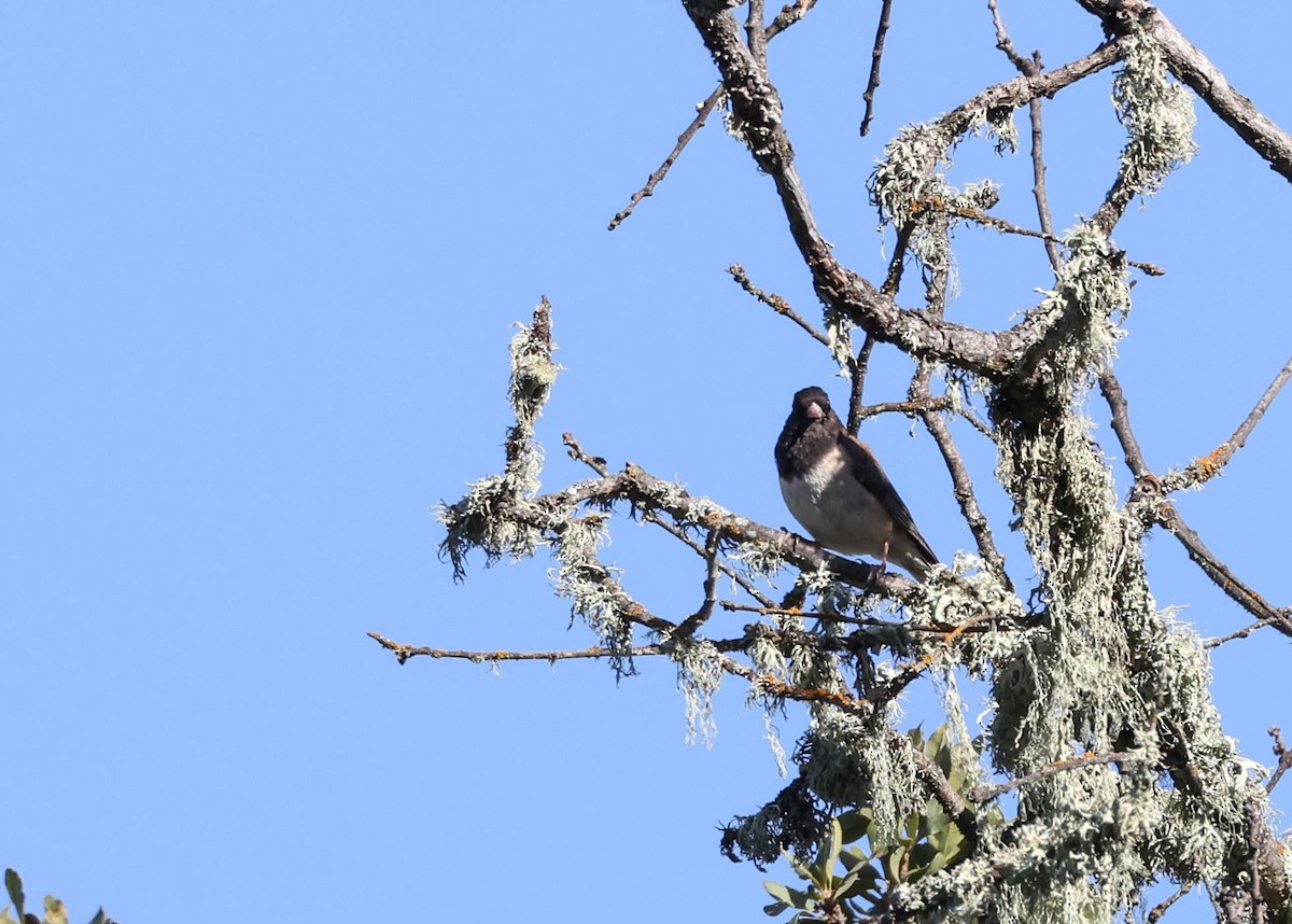 Dark-eyed Junco - ML593762911
